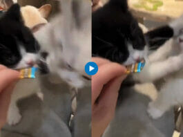 viral animal video