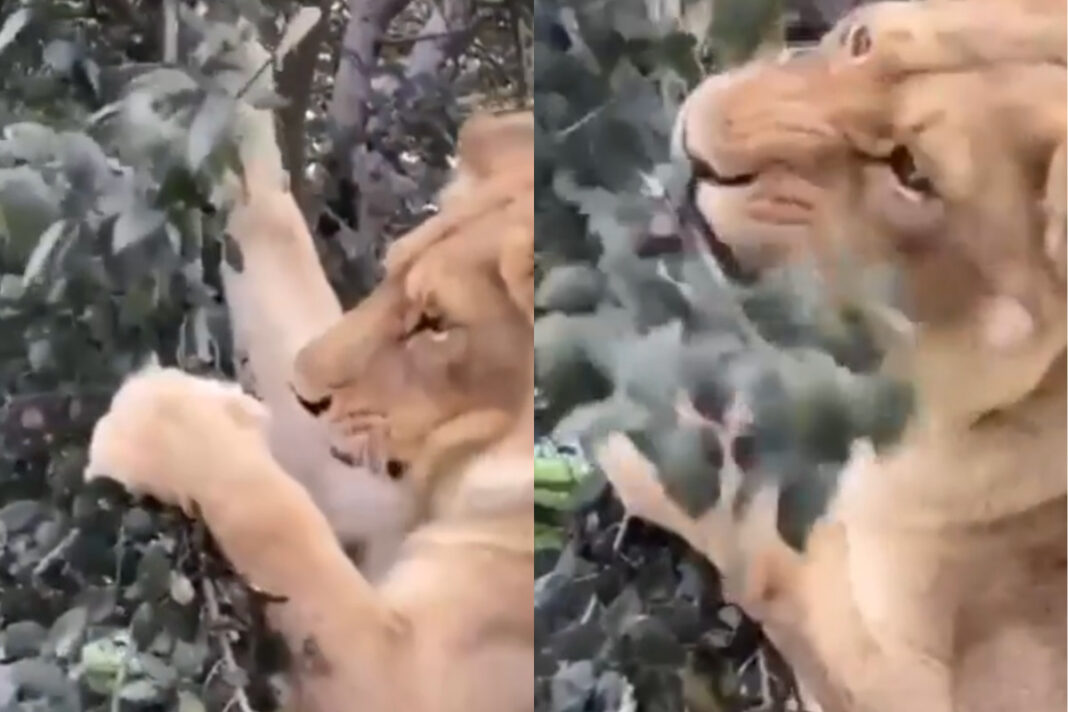 Viral animal video