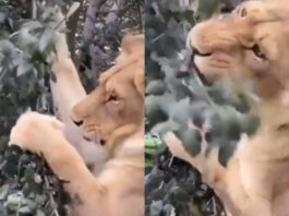 Viral animal video