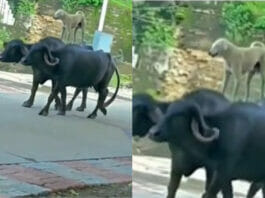 Viral animal video