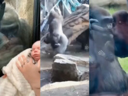 Viral animal video