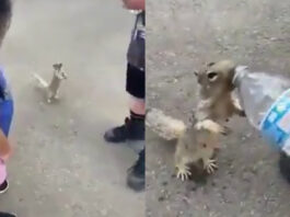 Viral animal video