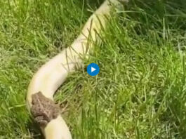 Viral animal video