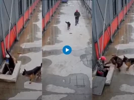 Viral animal video