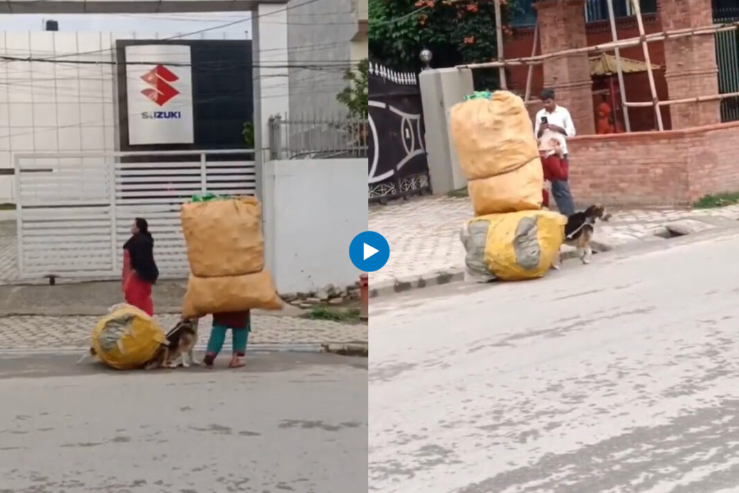 Viral animal video