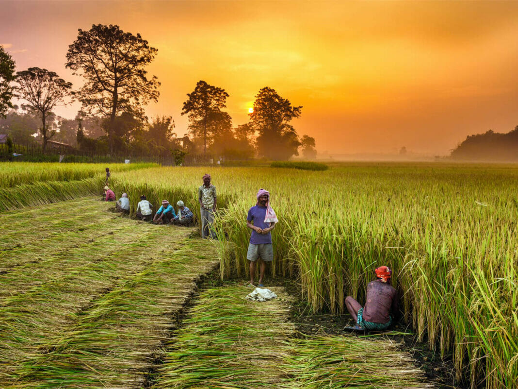Crop insurance