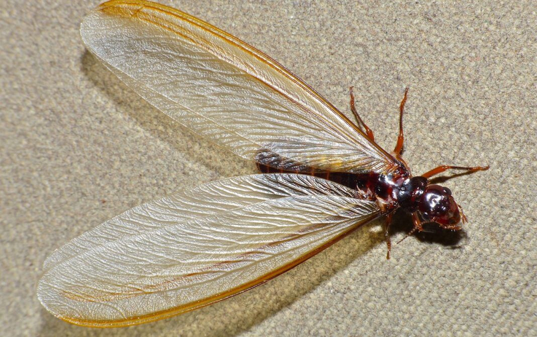 Monsoon Pest