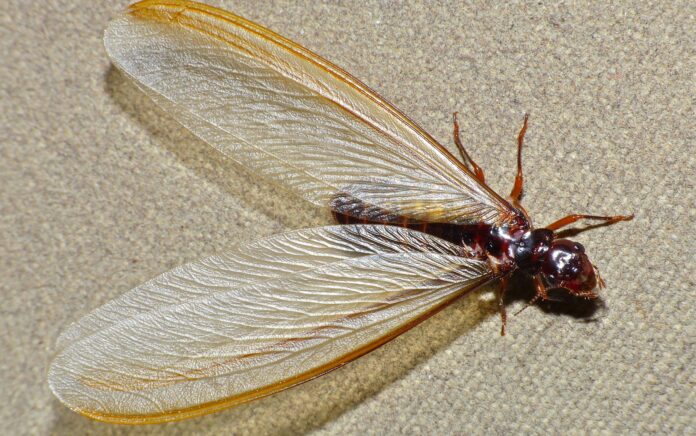 Monsoon Pest