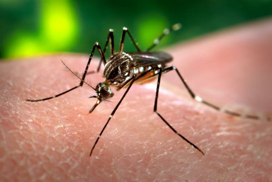 Vector Borne Diseases