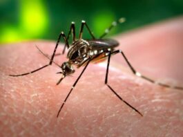 Vector Borne Diseases