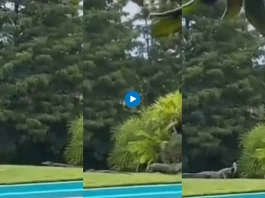 Viral animal video