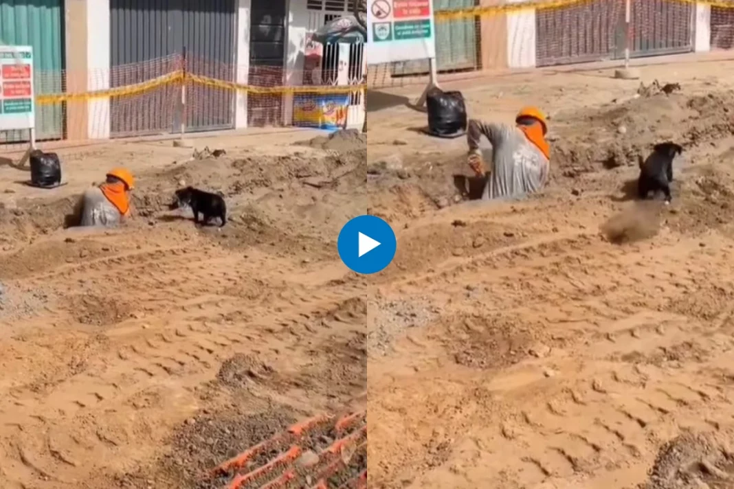 Viral animal video