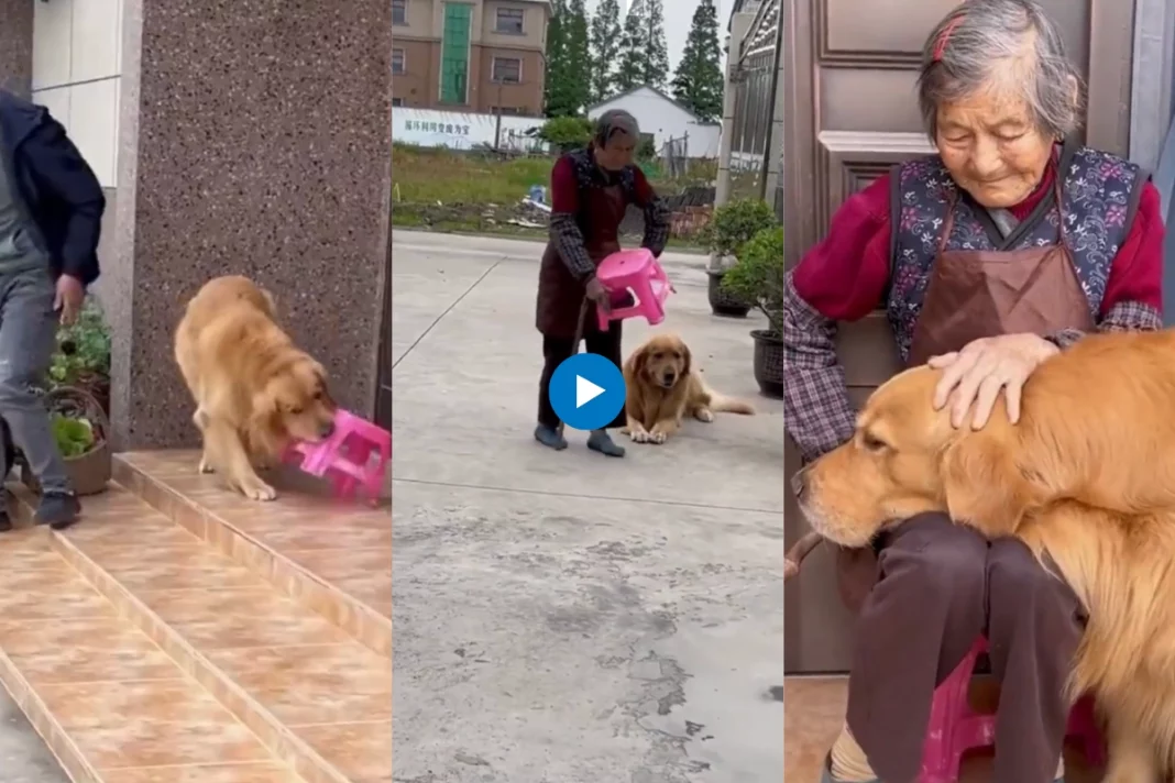 Viral animal video