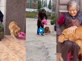 Viral animal video
