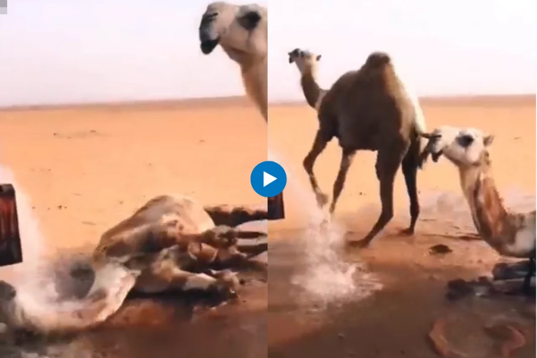 Viral animal video