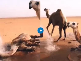 Viral animal video