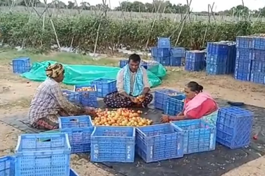 Tomato farmer