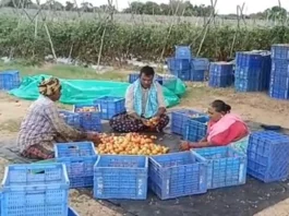 Tomato farmer