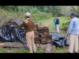 Timber mafia