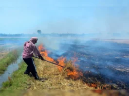 stubble burning