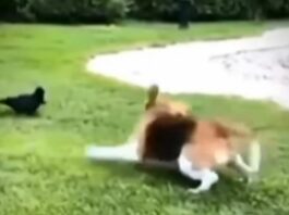Animal Viral Video