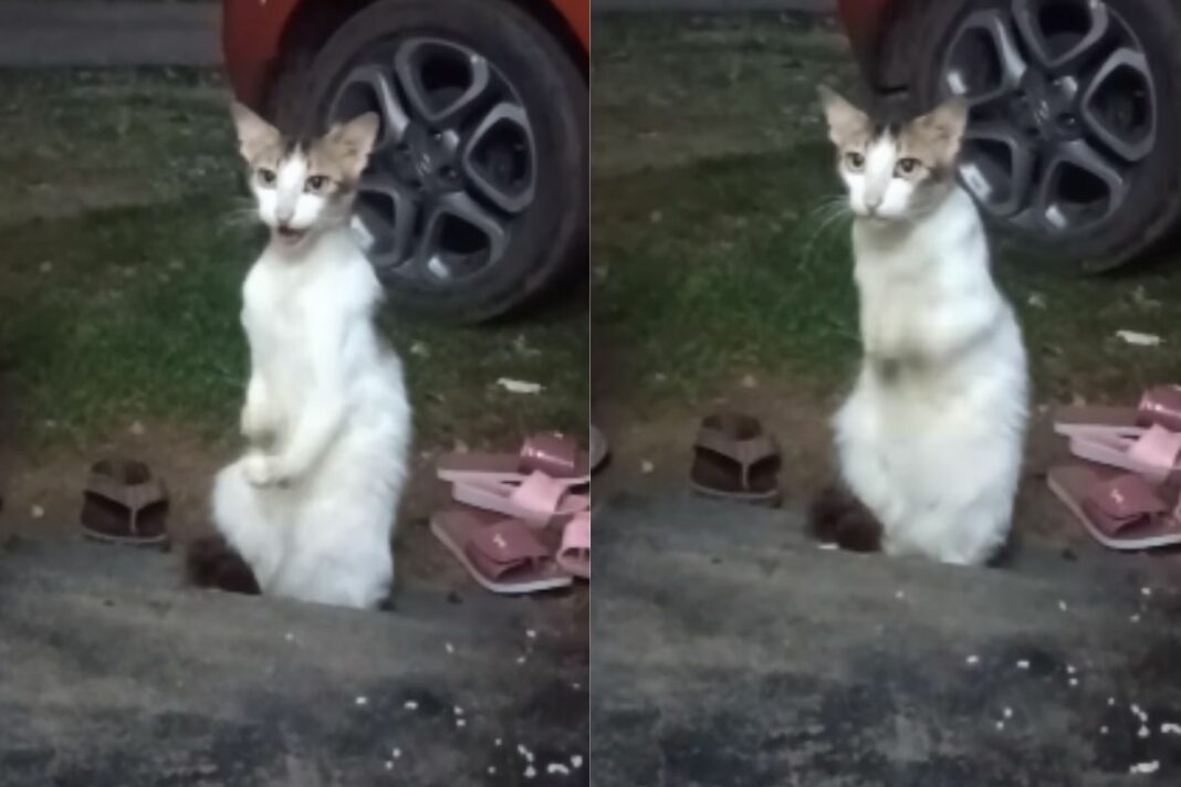 Animal Viral Video