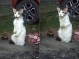 Animal Viral Video