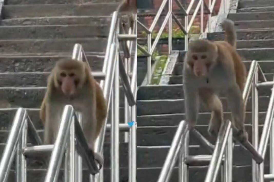 Animal Viral Video