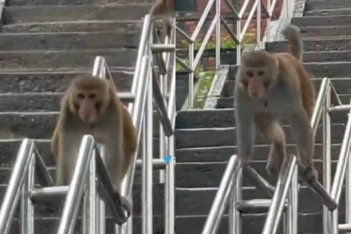Animal Viral Video