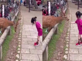 Animal Viral Video