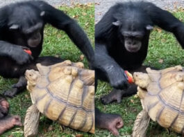 Animal Viral Video