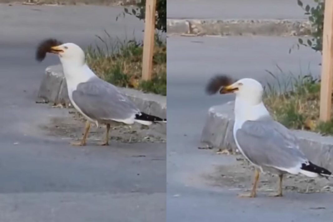 Animal Viral Video