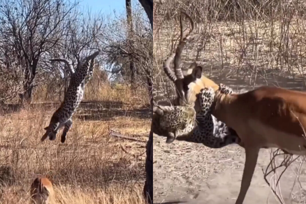 Animal Viral Video