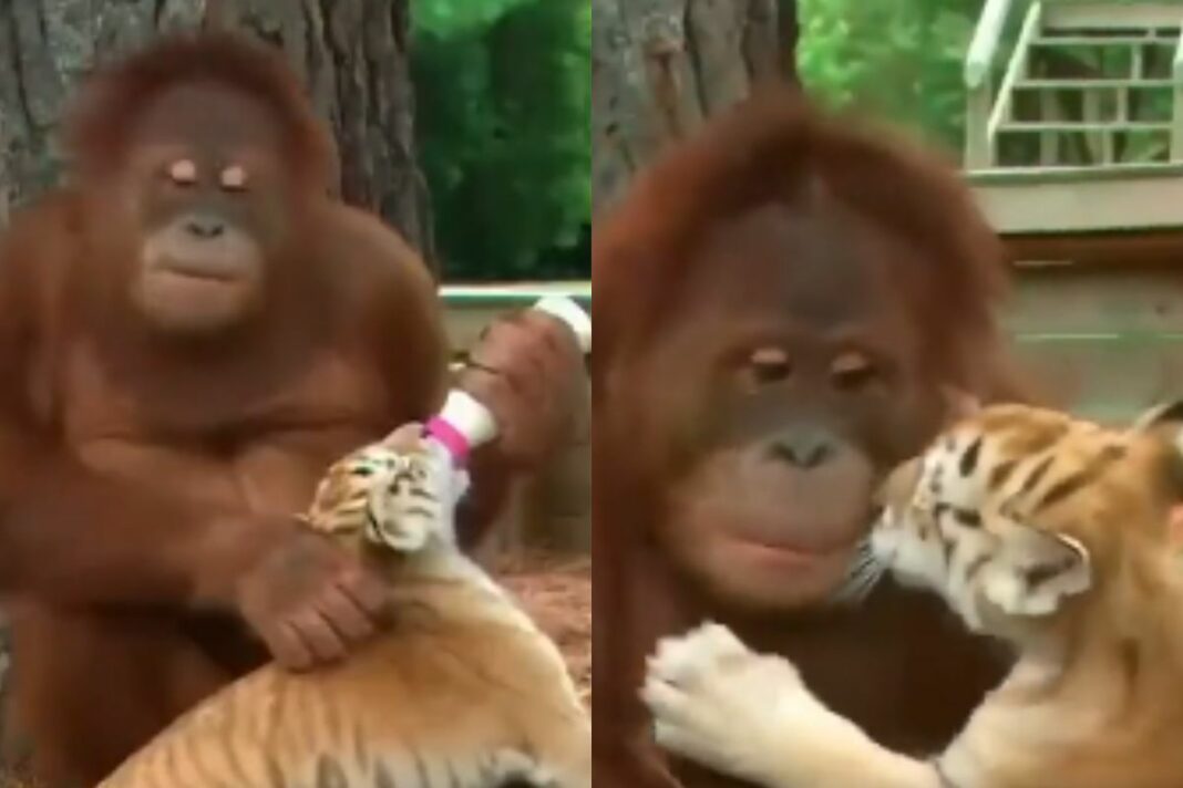 Animal Viral Video