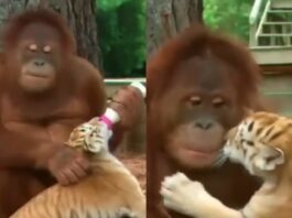 Animal Viral Video