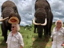 Animal Viral Video