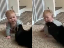 Animal Viral Video