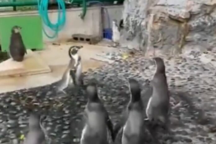 Animal Viral Video