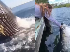 Animal viral video