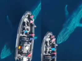 Animal viral video