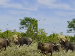 Animal viral video