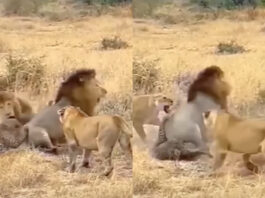 Animal viral video