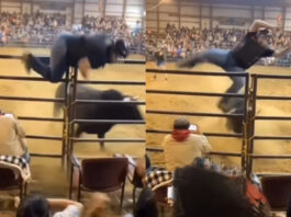 Animal viral video