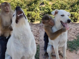Animal viral video