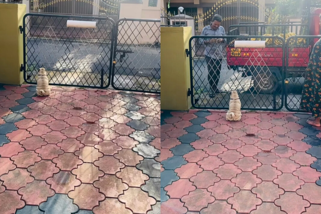 Animal viral video