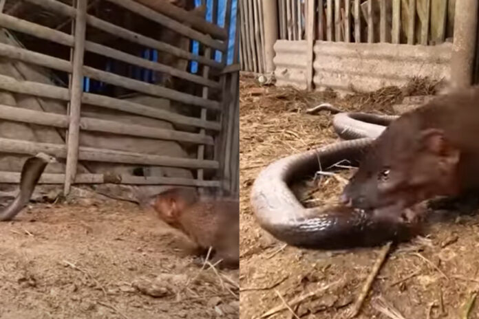 Animal viral video (2) Animal viral video (2)