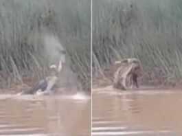Animal viral video