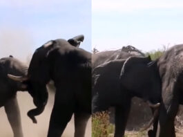 Animal viral video