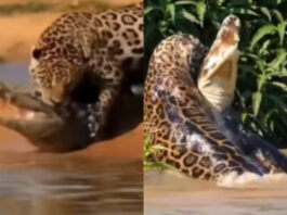 Animal viral video