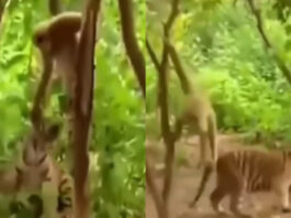Animal viral video